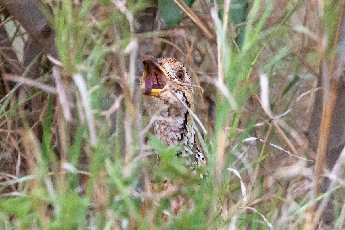 Shelleyfrankolin - ML646641572