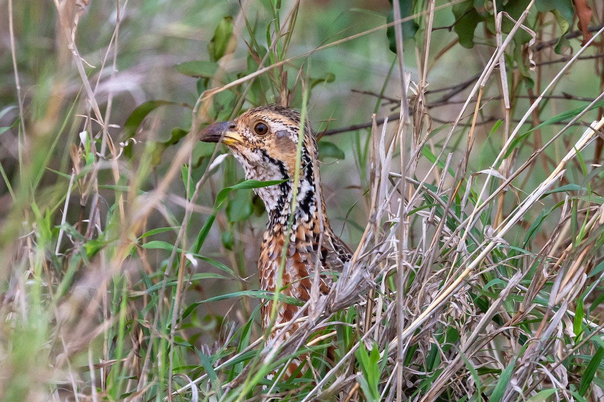 Shelleyfrankolin - ML646641573