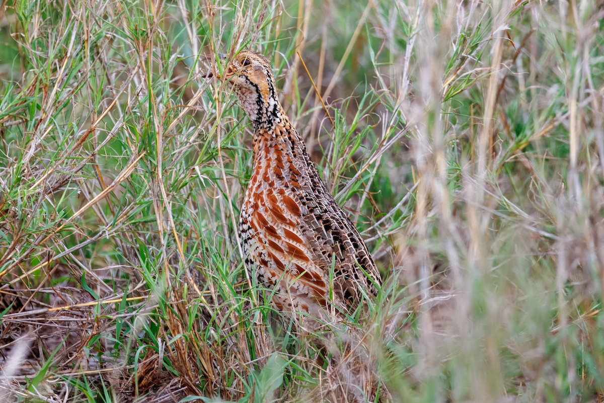 Shelleyfrankolin - ML646641576