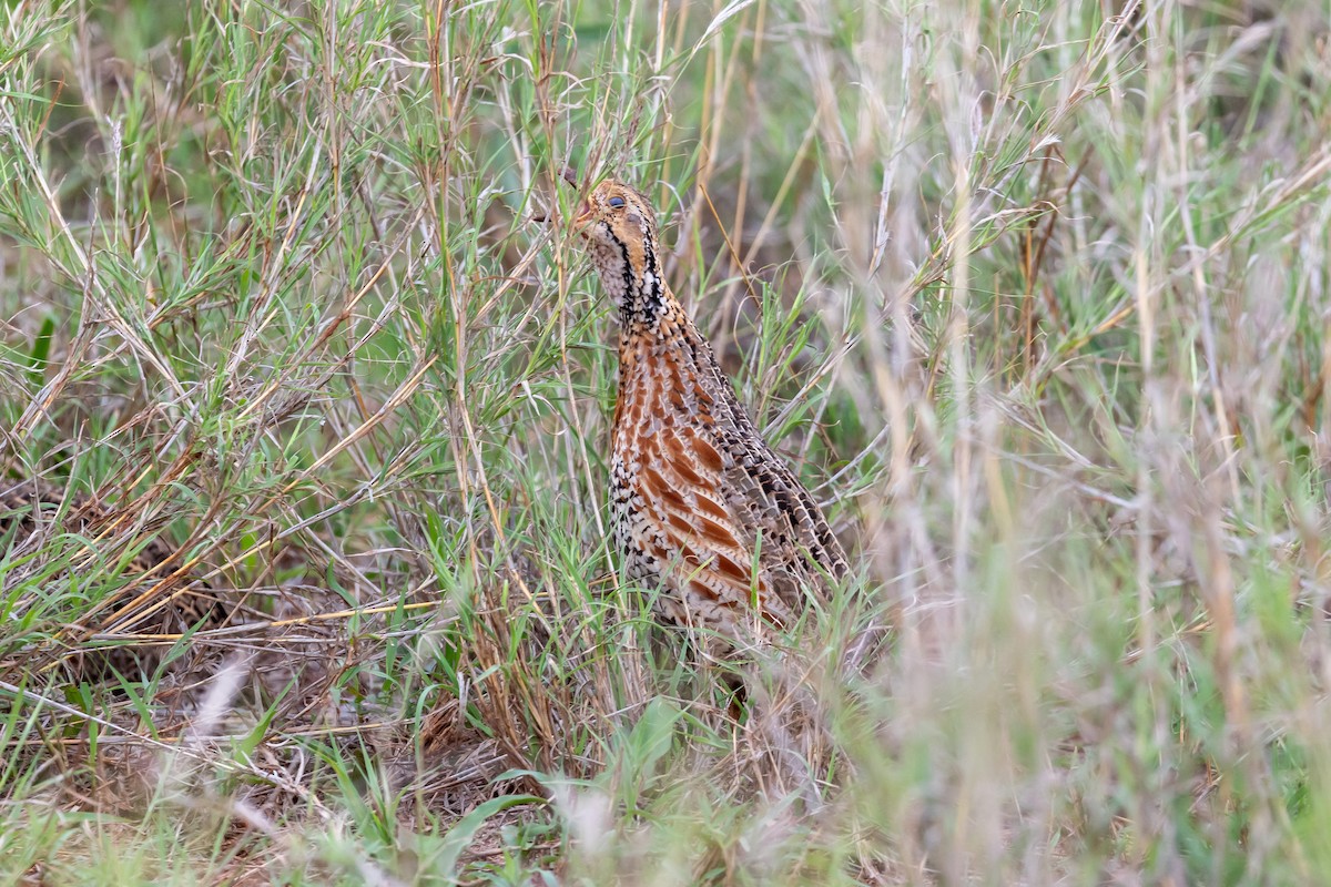 Shelleyfrankolin - ML646641577