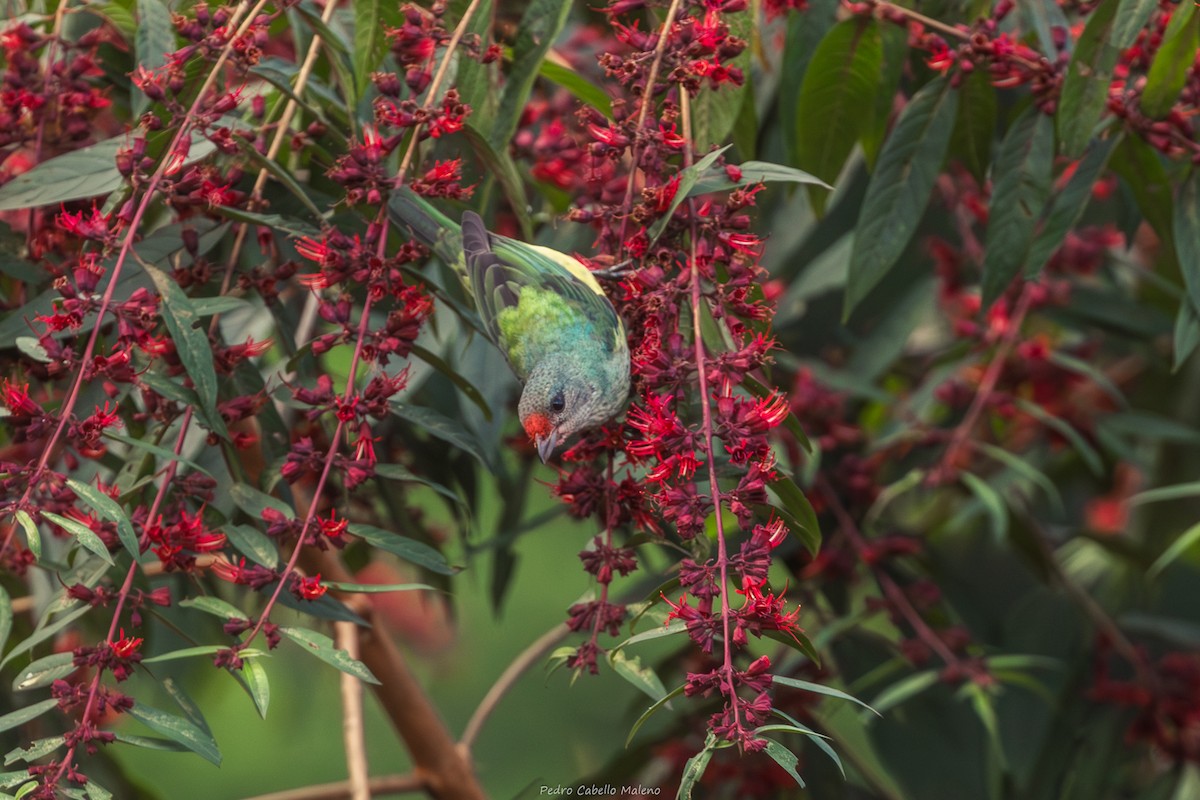 Kara Başlı Tangara - ML646641581