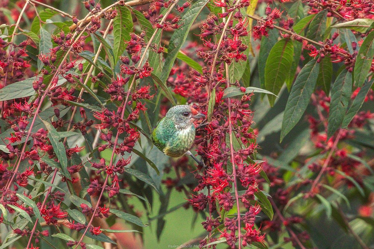 Kara Başlı Tangara - ML646641582