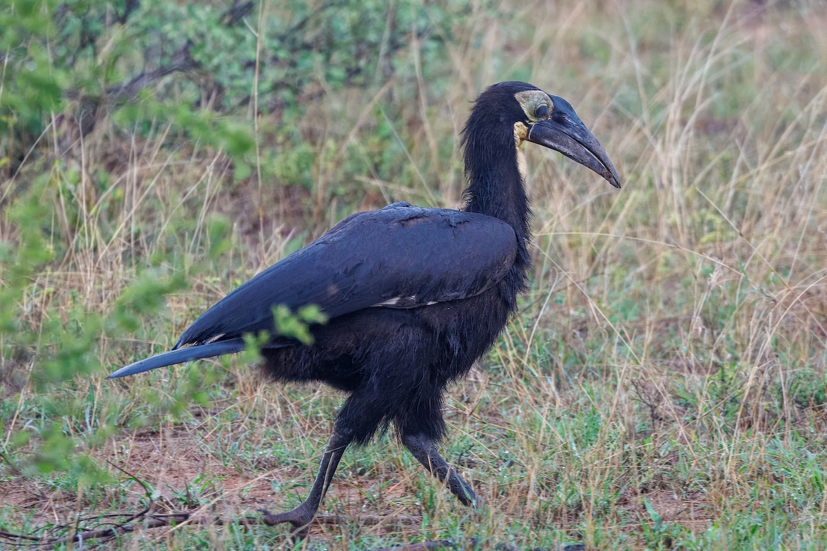 Rotgesicht-Hornrabe - ML646641583