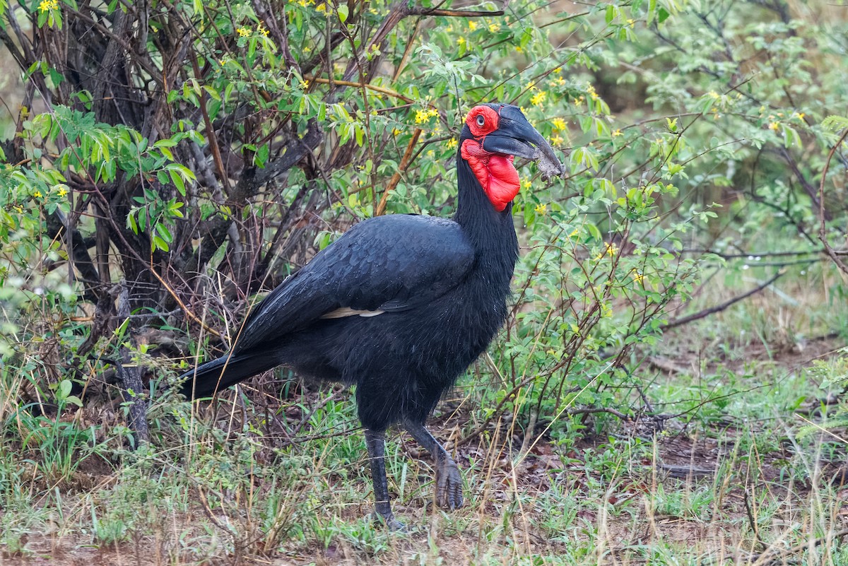 Rotgesicht-Hornrabe - ML646641584