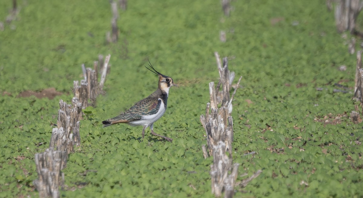 Northern Lapwing - ML646641585