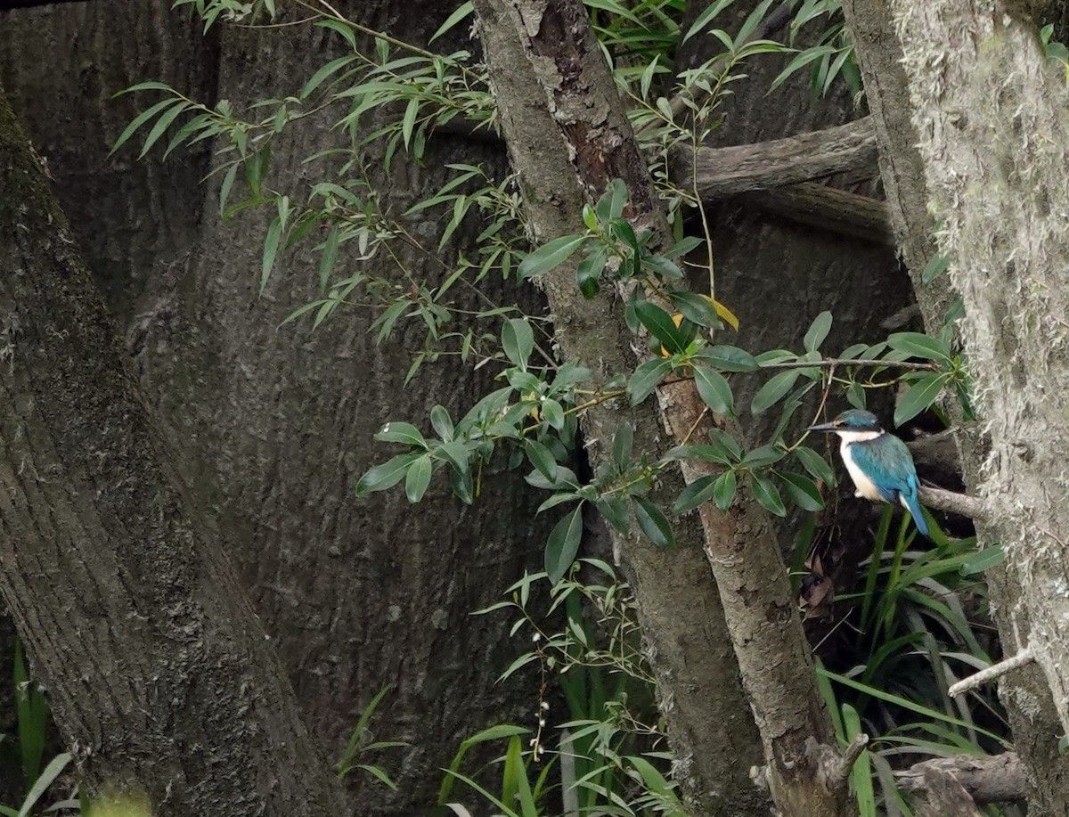 Sacred Kingfisher - ML646641586