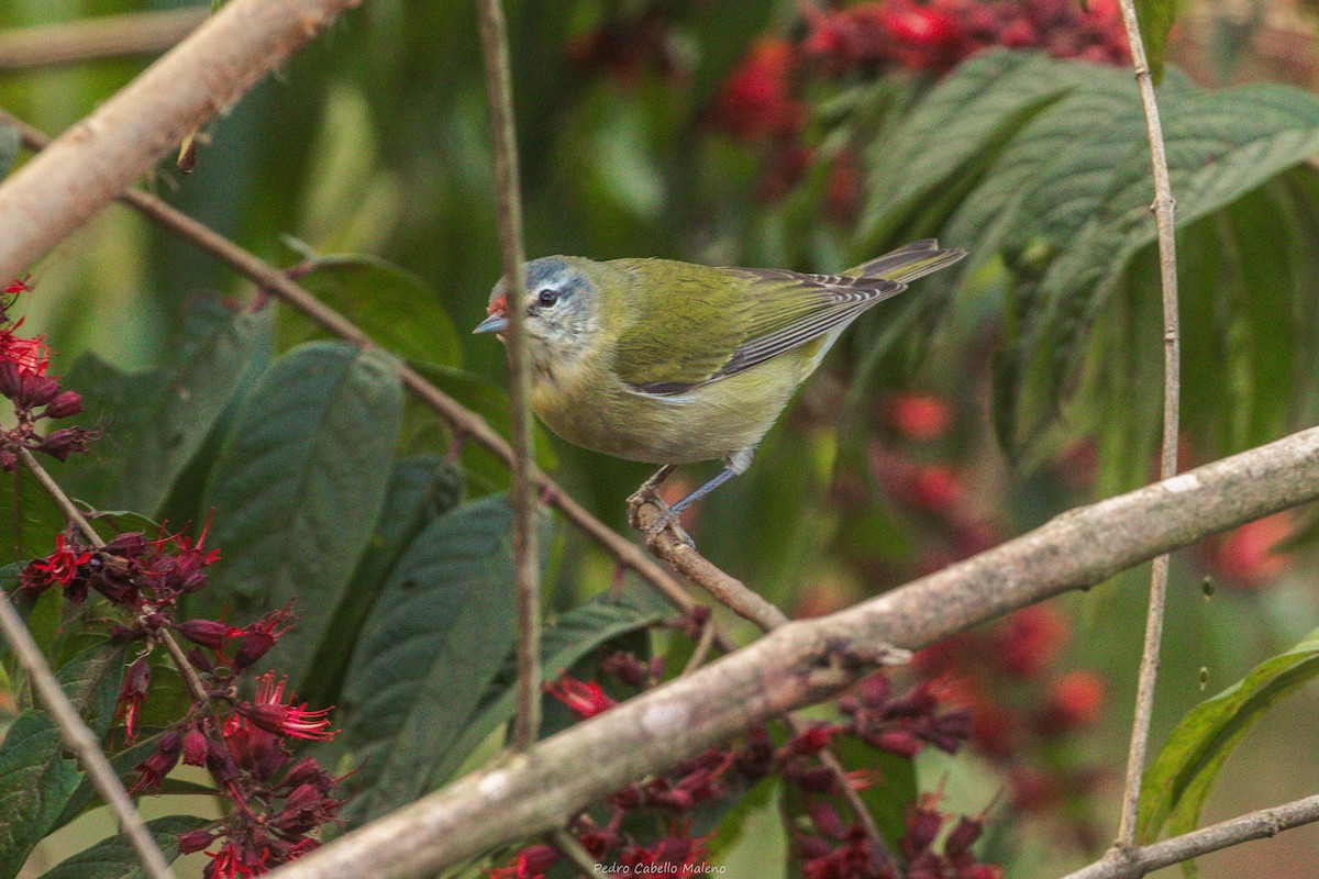 Tennesse Ötleğeni - ML646641598