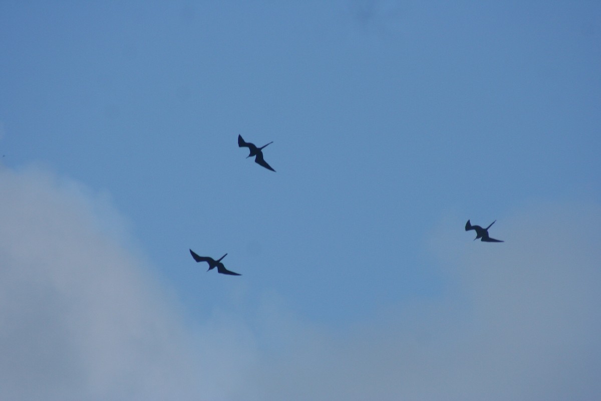 Magnificent Frigatebird - ML646641599