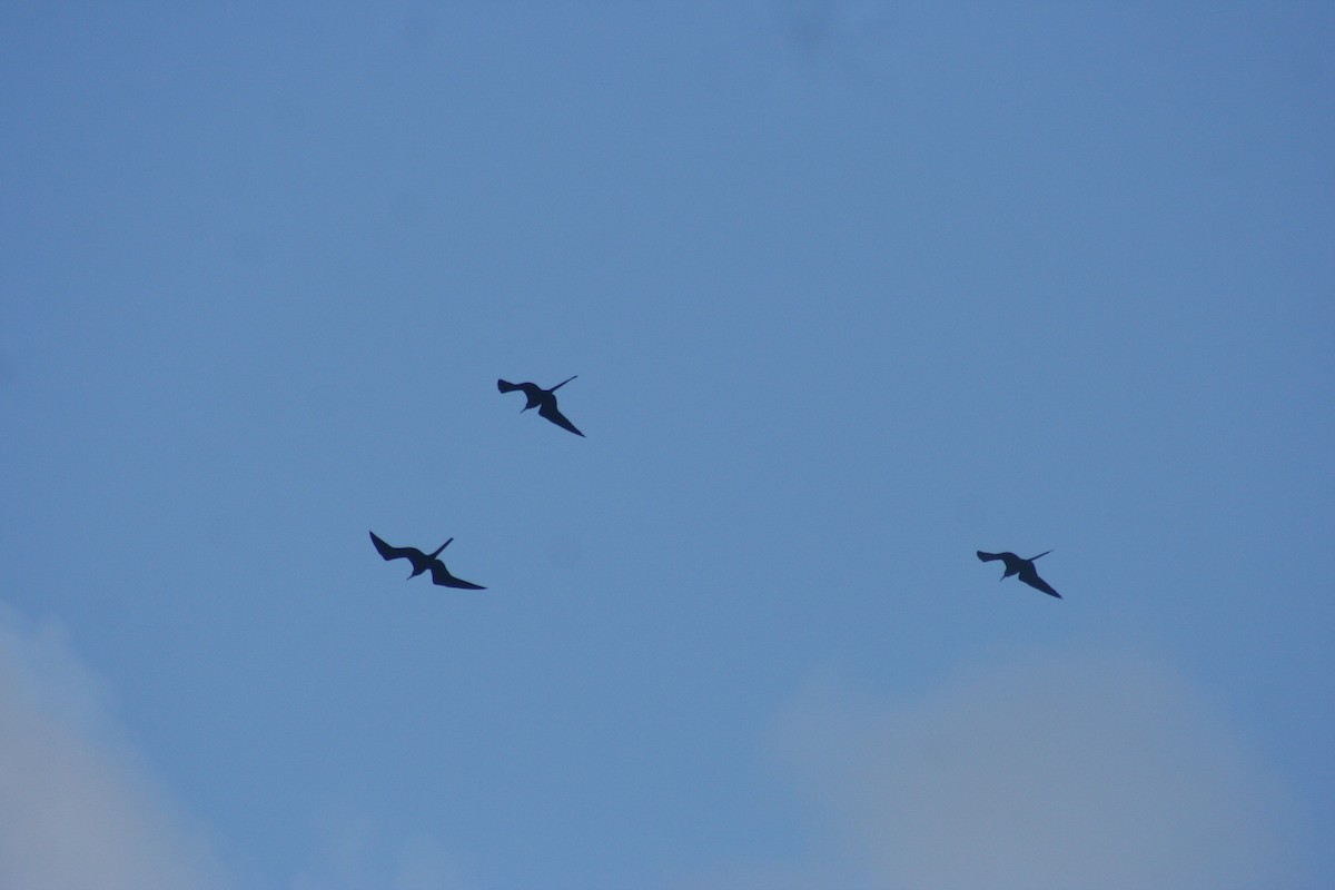 Magnificent Frigatebird - ML646641600