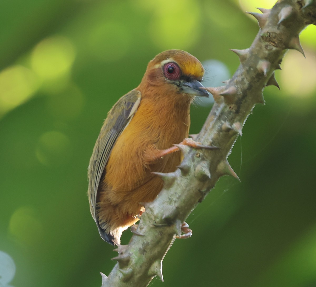 White-browed Piculet - ML646641602