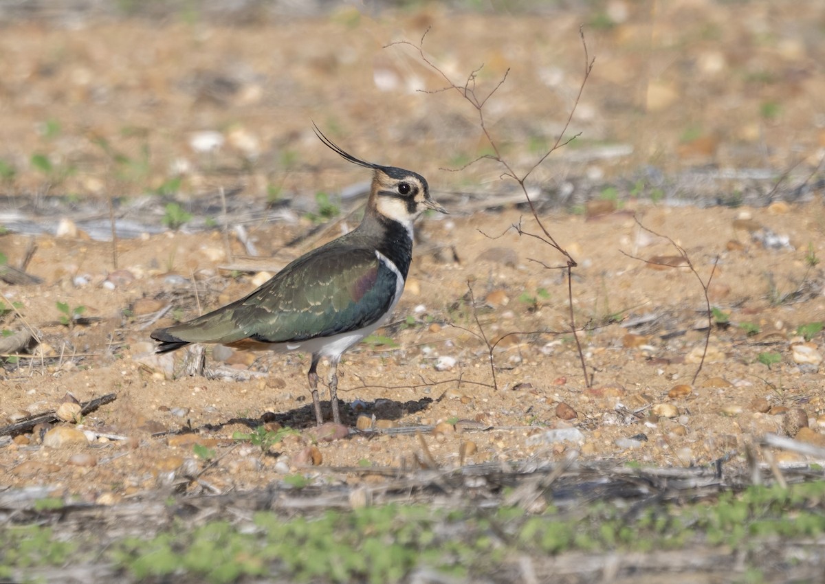 Northern Lapwing - ML646641603
