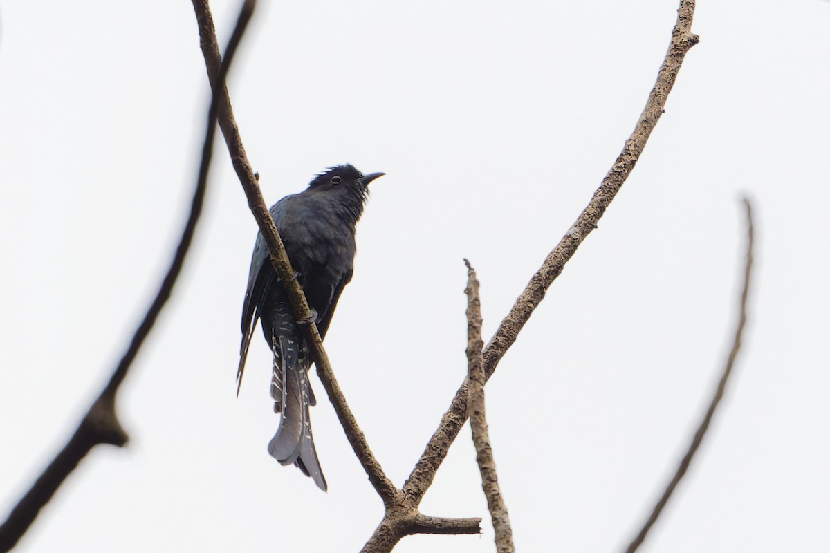 Coucou à queue fourchue - ML646641605