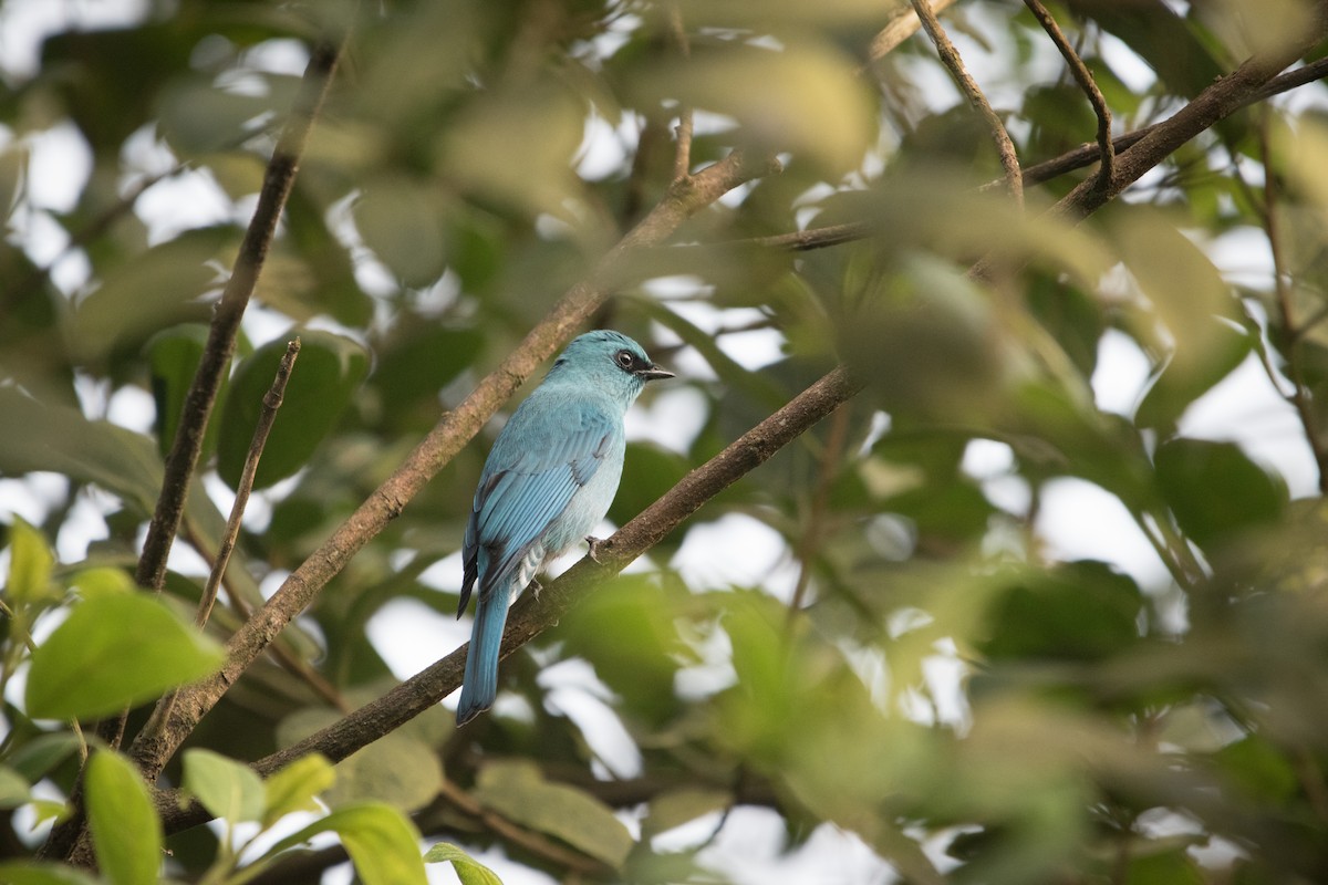 Verditer Flycatcher - ML646641611