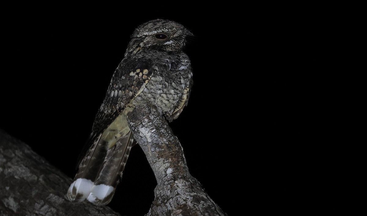 Дрімлюга великий - ML646641613