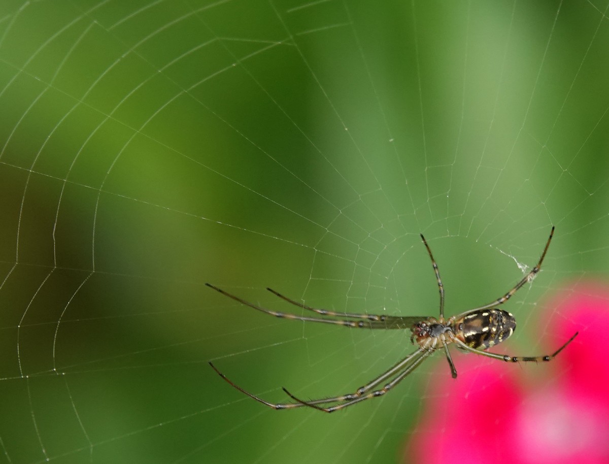Silver Orb Spider - ML646641614