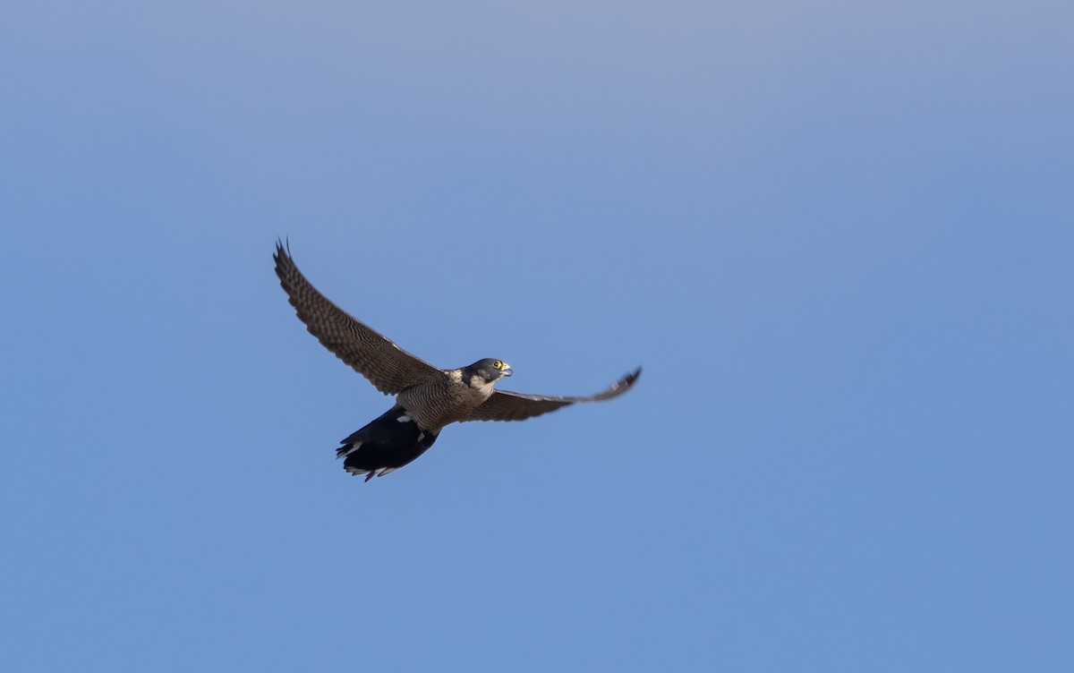 Peregrine Falcon - ML646641615