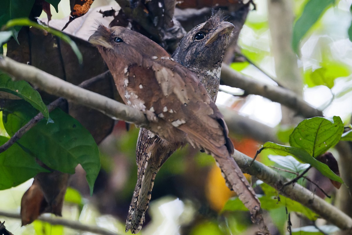 Podarge de Ceylan - ML646641616