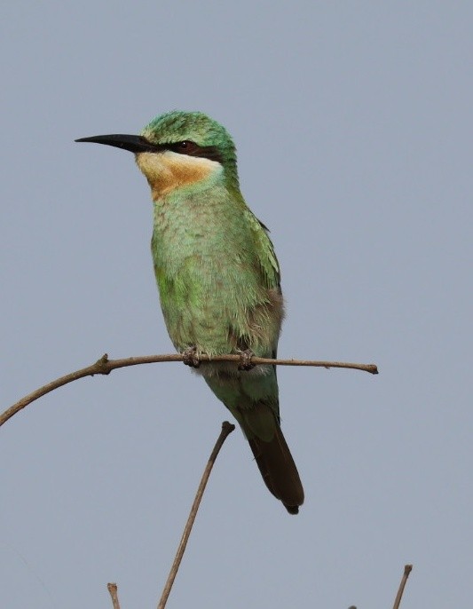 Blue-cheeked Bee-eater - ML646641622