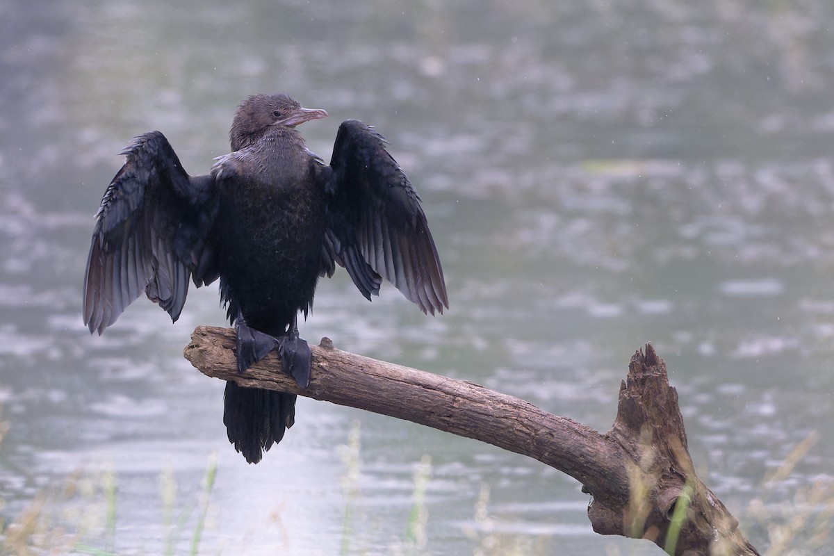 Cormoran de Vieillot - ML646641627