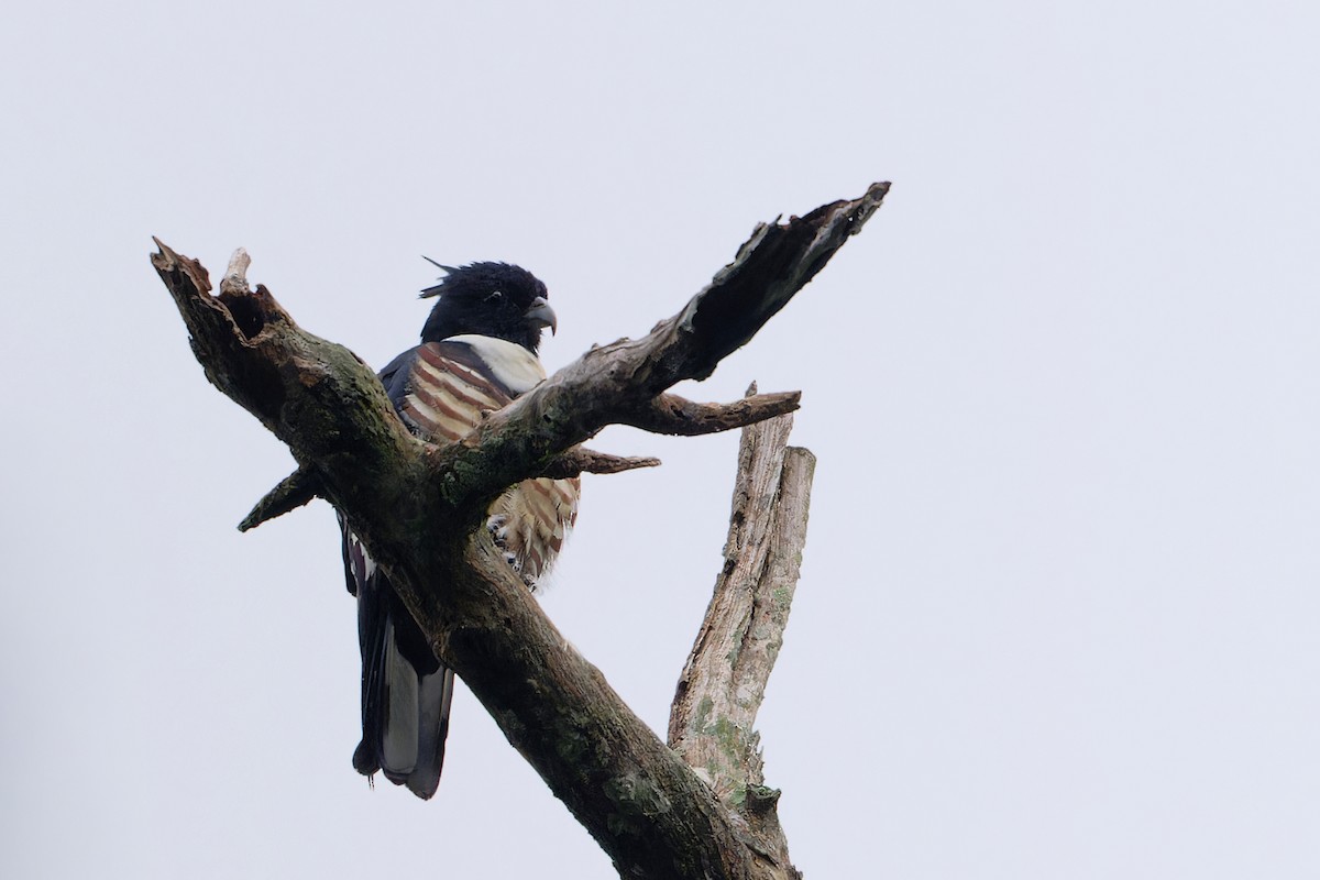 Baza huppard - ML646641629