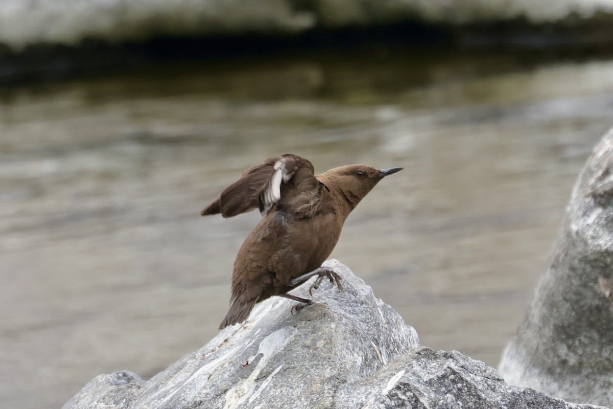 河烏 - ML646641630