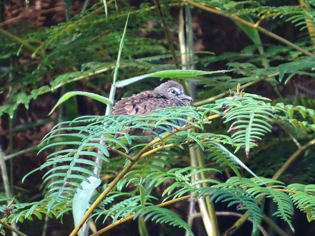 Ruddy Ground Dove - ML646641634