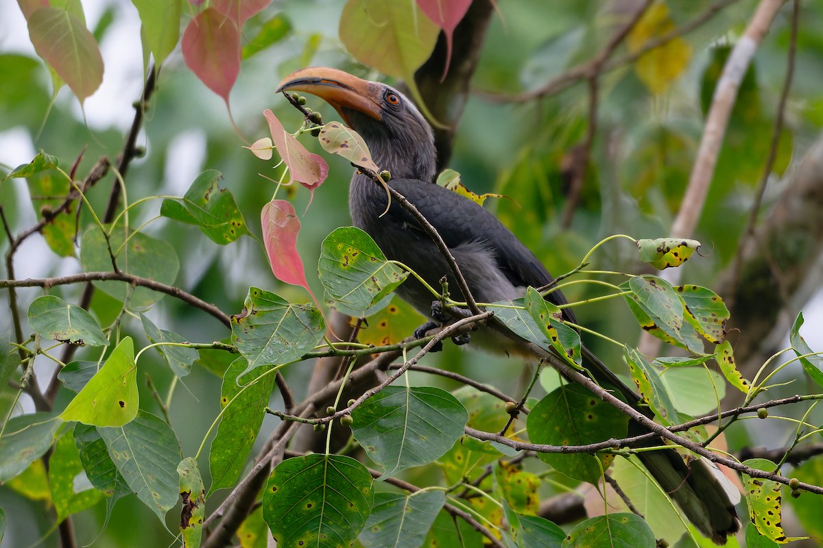 Calao gris - ML646641636