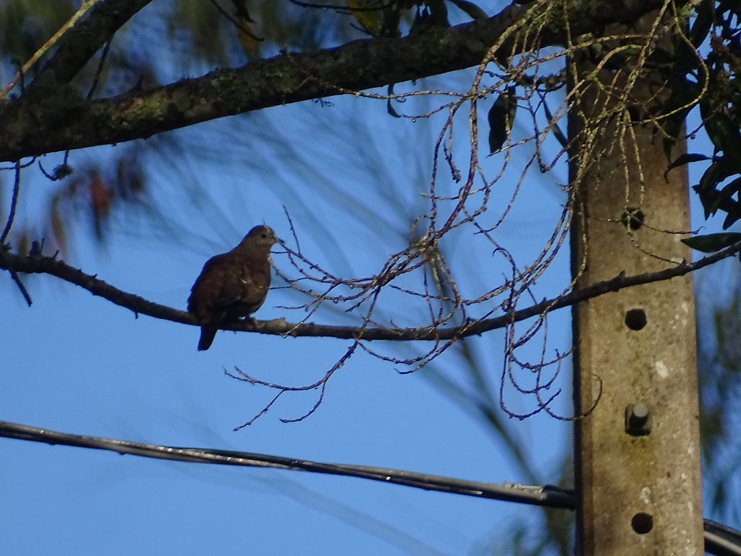 Ruddy Ground Dove - ML646641639