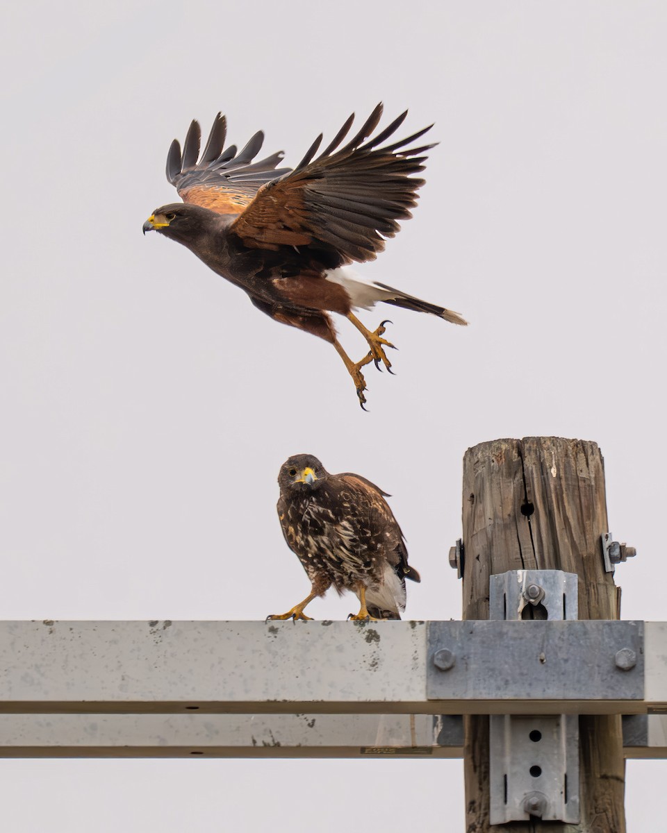 Harris's Hawk - ML646641640