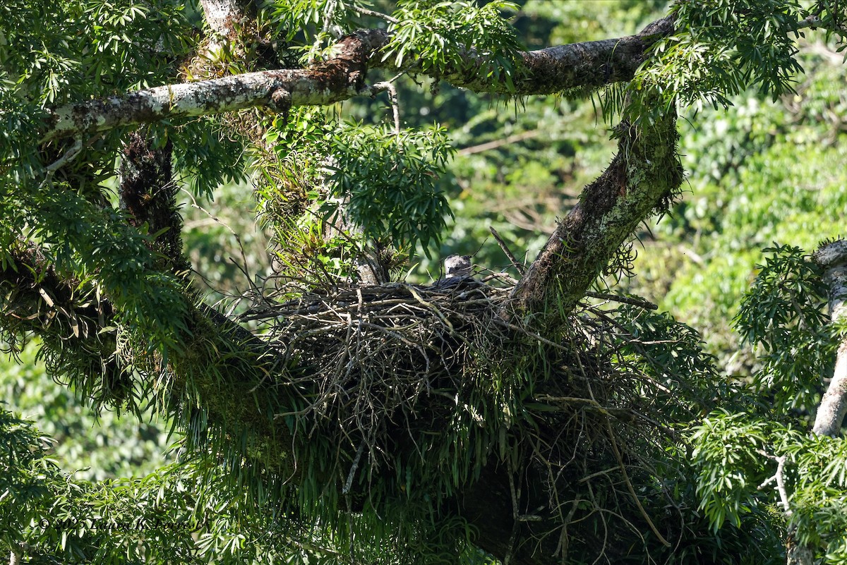 Гарпія велика - ML646641641