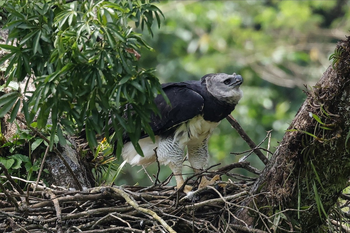 Гарпія велика - ML646641642