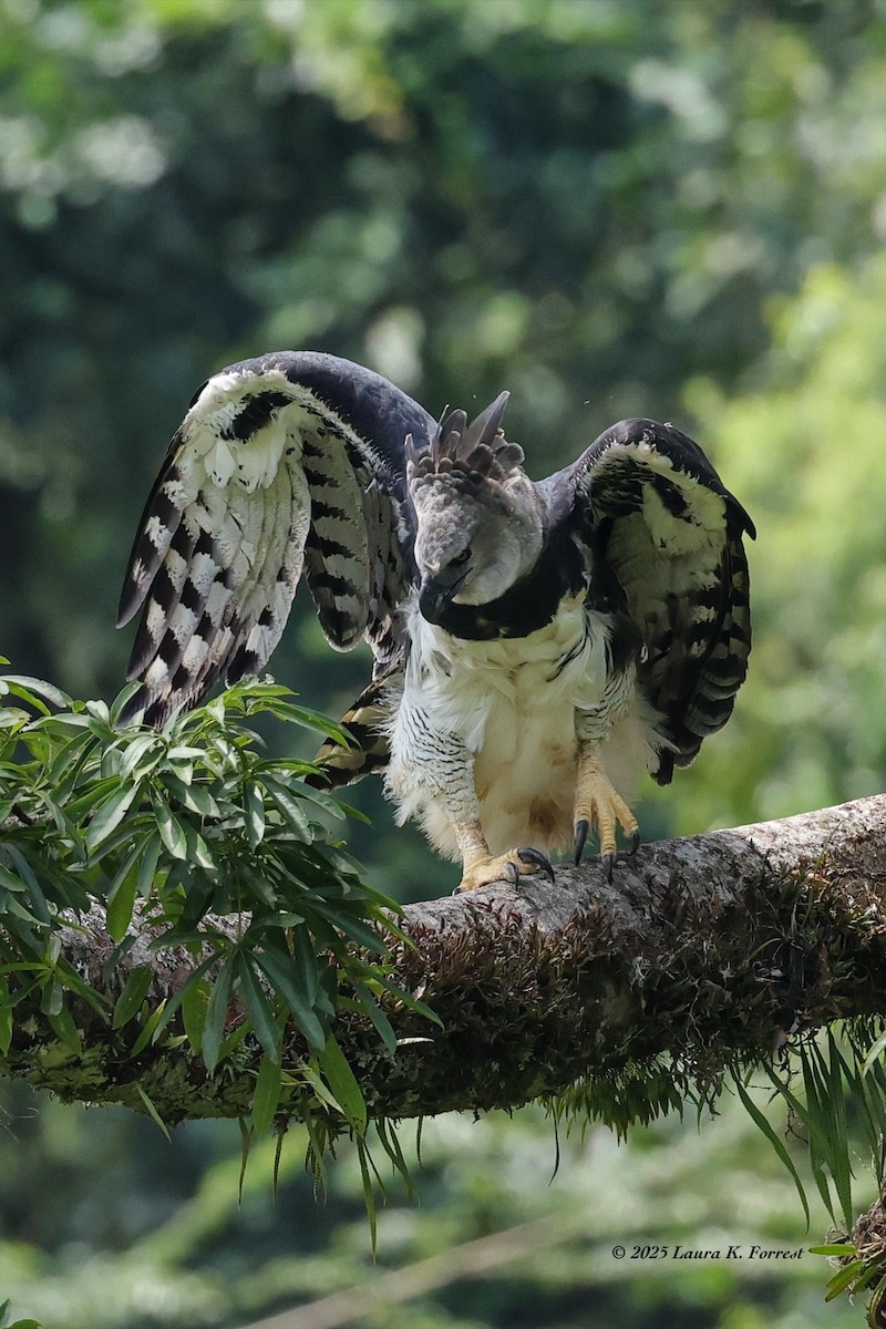 Гарпія велика - ML646641643