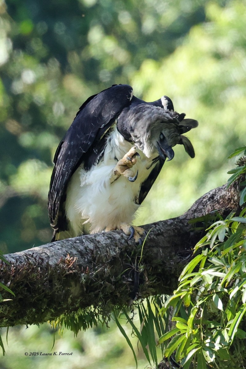 Гарпія велика - ML646641644