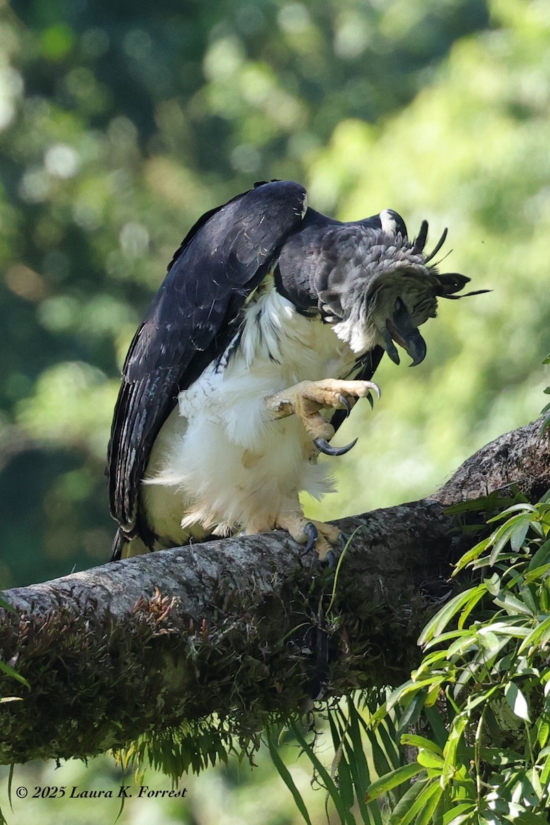 Гарпія велика - ML646641645