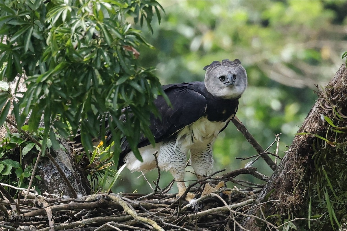 Гарпія велика - ML646641646