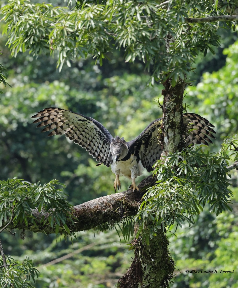 Гарпія велика - ML646641647