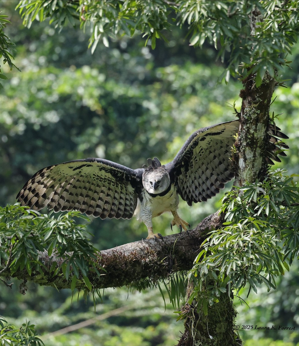 Гарпія велика - ML646641648