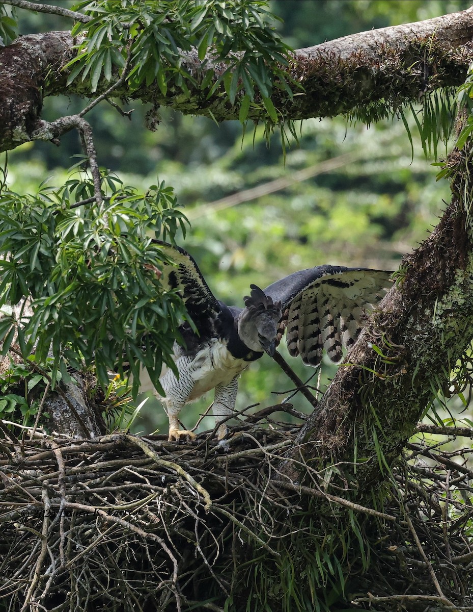 Гарпія велика - ML646641649
