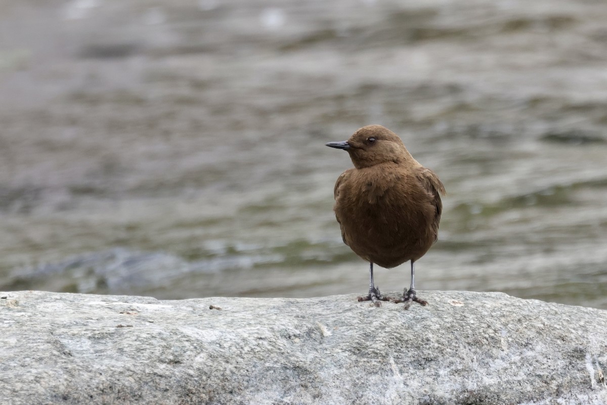 河烏 - ML646641650