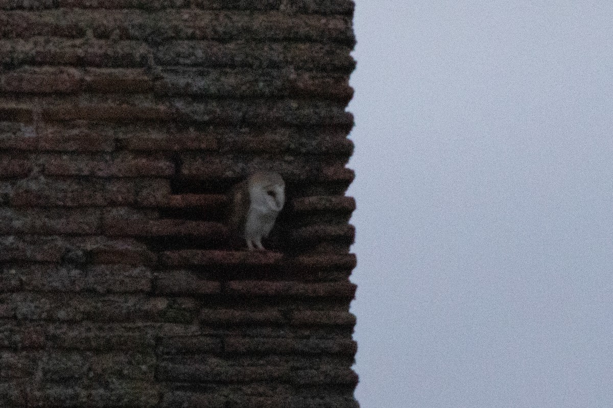 Сипуха західна - ML646641651