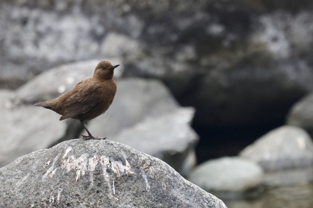 河烏 - ML646641652