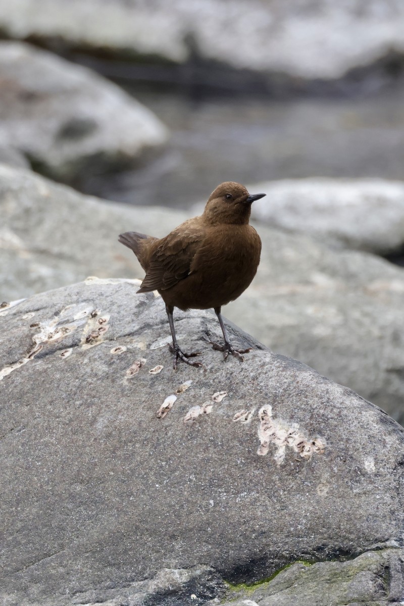 河烏 - ML646641653