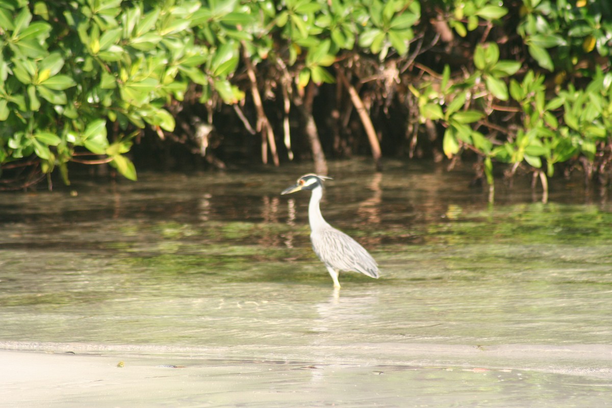 Квак чорногорлий - ML646641654