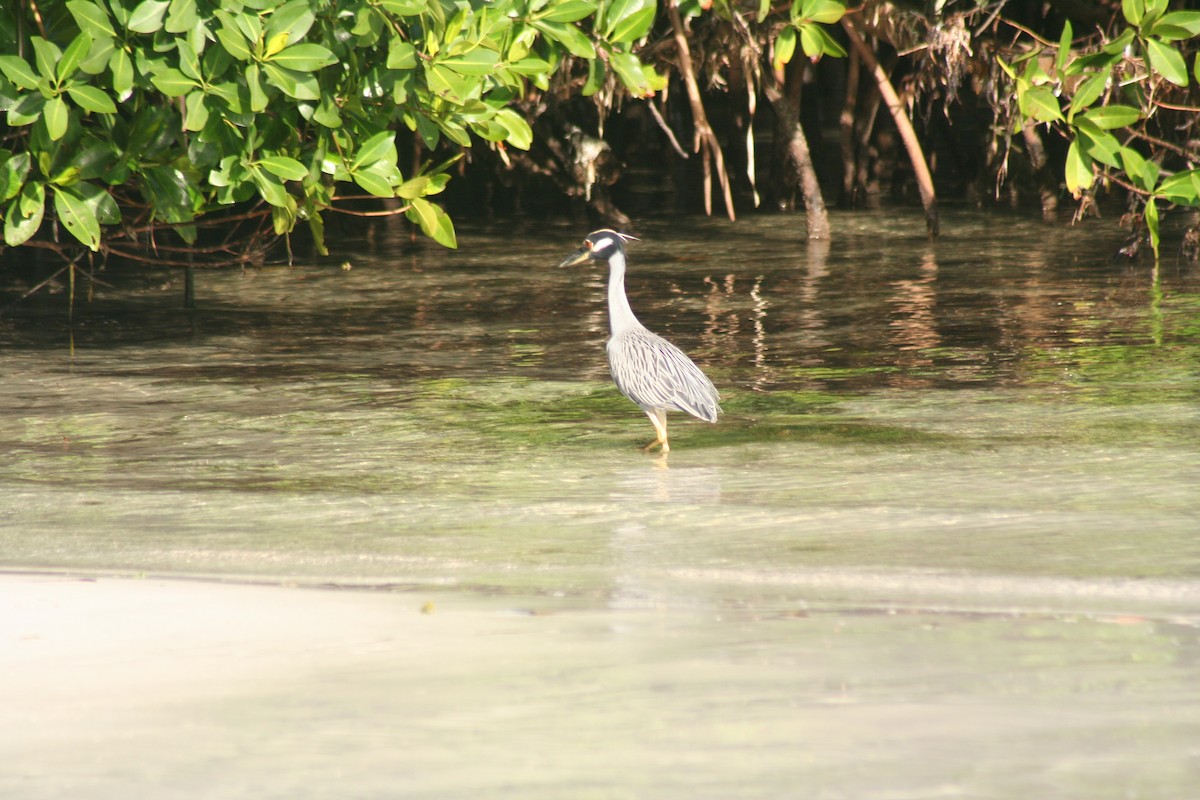 Квак чорногорлий - ML646641655