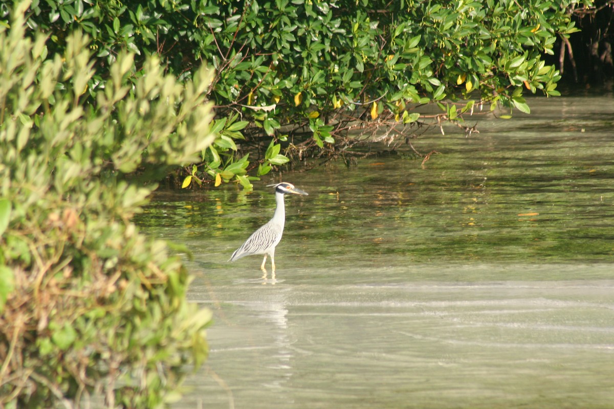 Квак чорногорлий - ML646641656