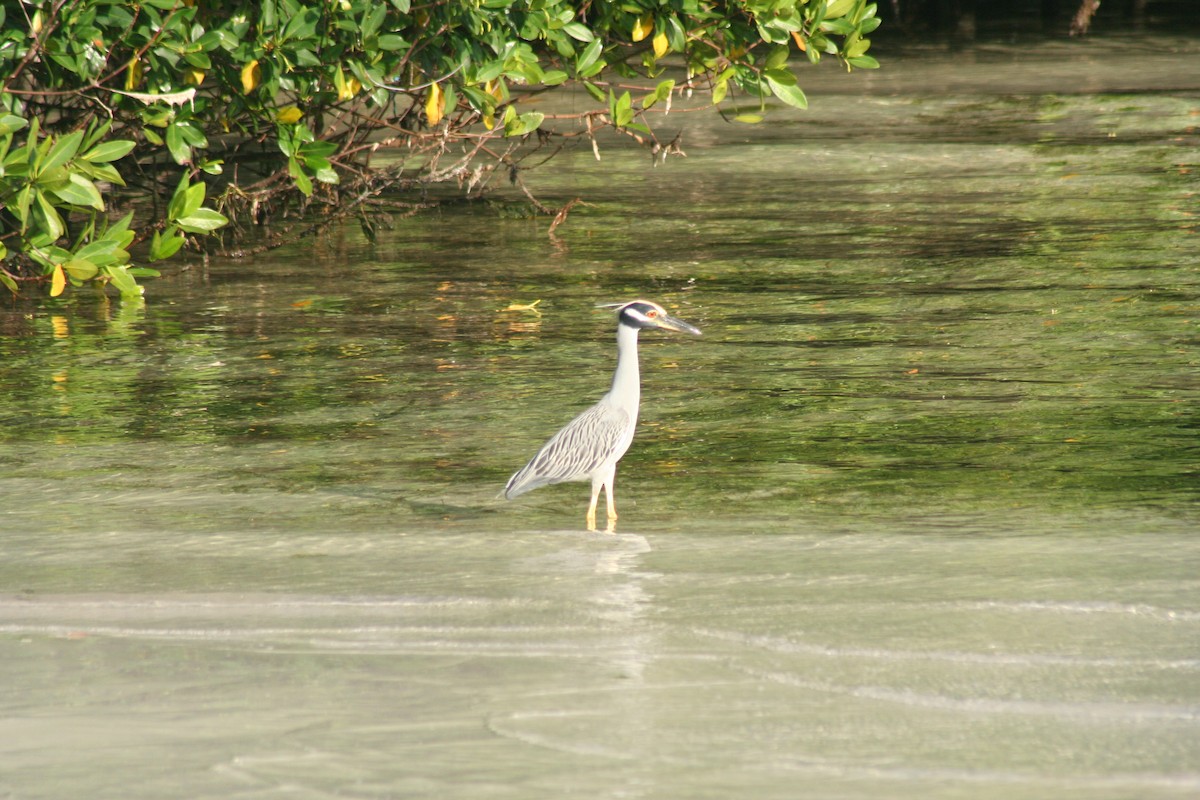 Квак чорногорлий - ML646641657