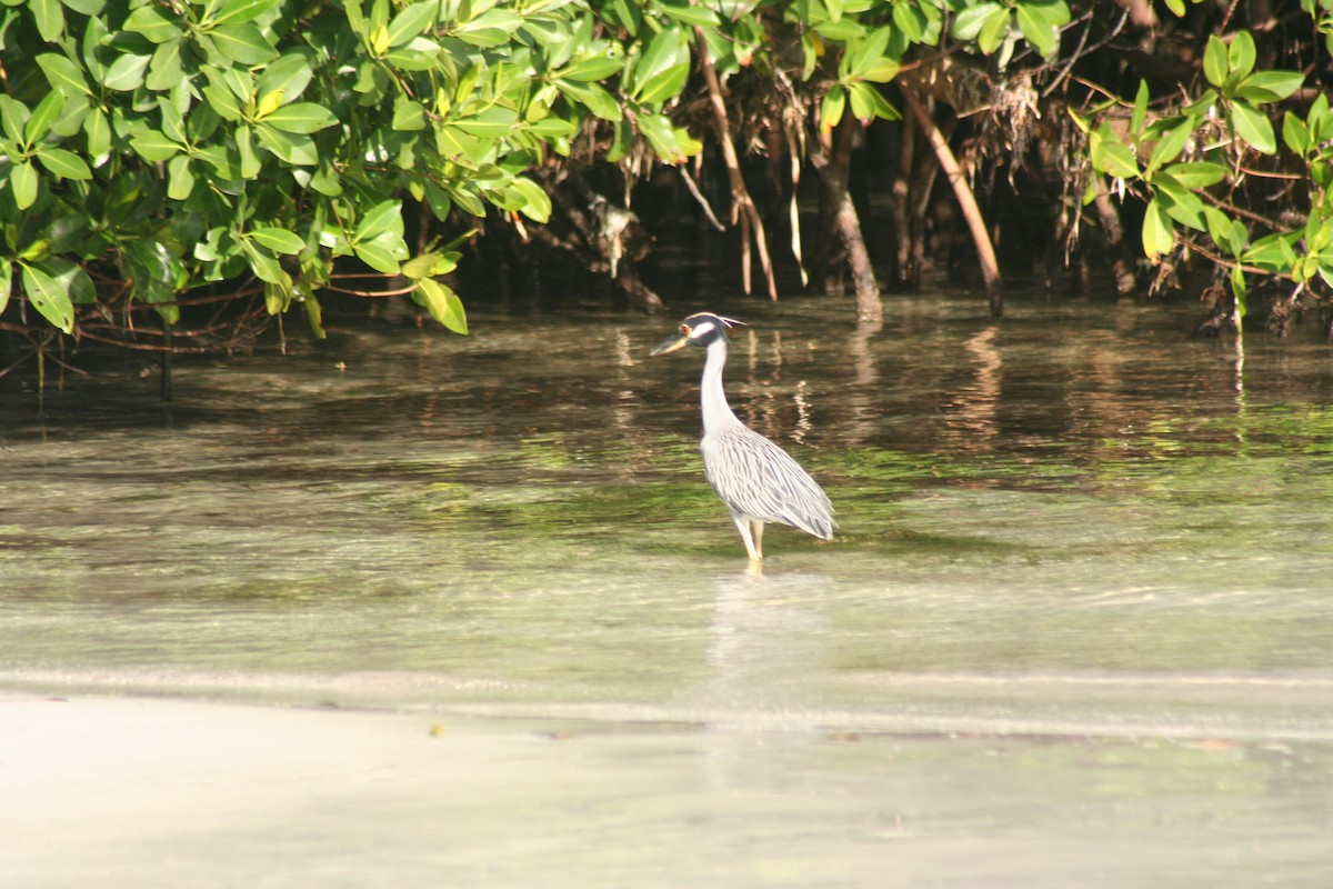 Квак чорногорлий - ML646641658