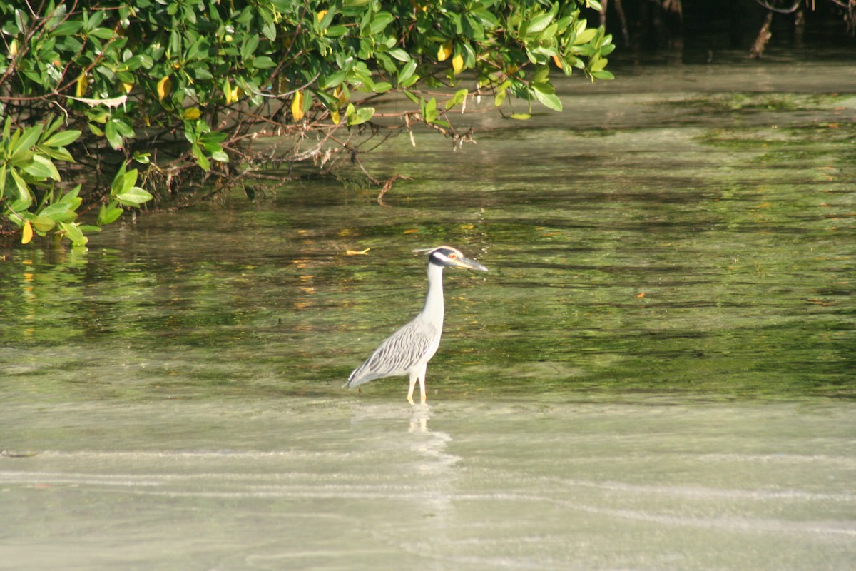 Квак чорногорлий - ML646641659