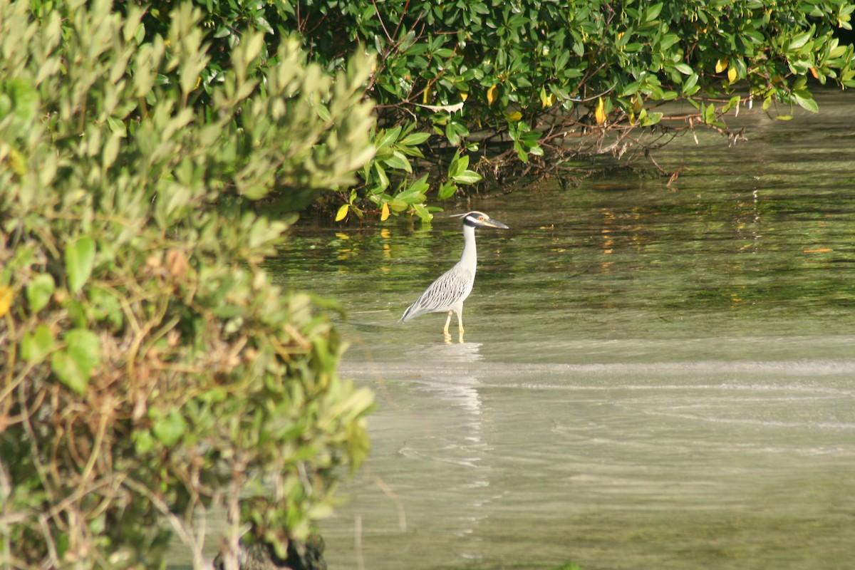 Квак чорногорлий - ML646641660