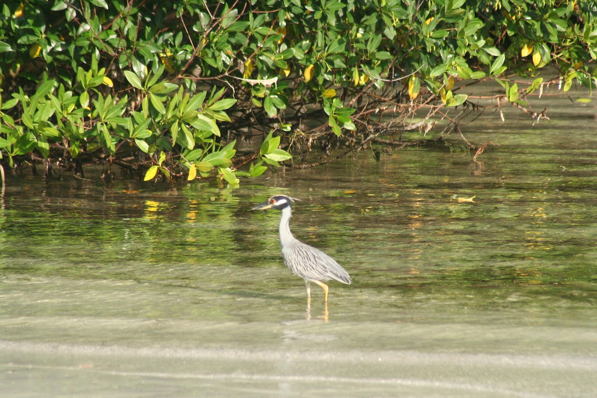 Квак чорногорлий - ML646641661